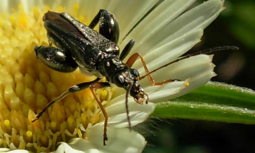 Riconoscimento delle Oedemera e Anogcodes  italiane (Oedemeridae)